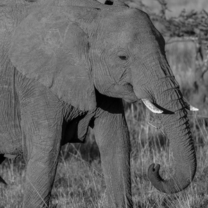 nayoloi africa pic 12